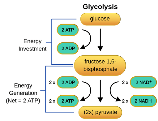 Energetics of Glycolytic reaction