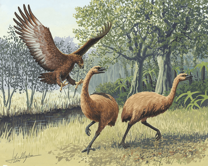 Haast's eagle and moa bird
