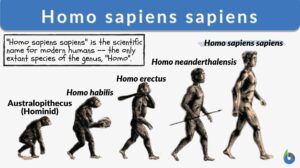 Homo sapiens sapiens definition