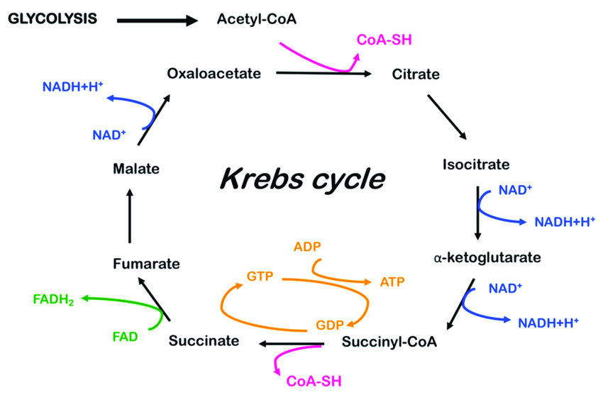 Krebs cycle or TCA cycle