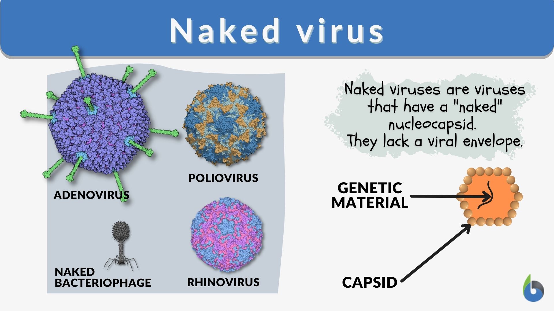 Naked virus - Definition and Examples - Biology Online Dictionary
