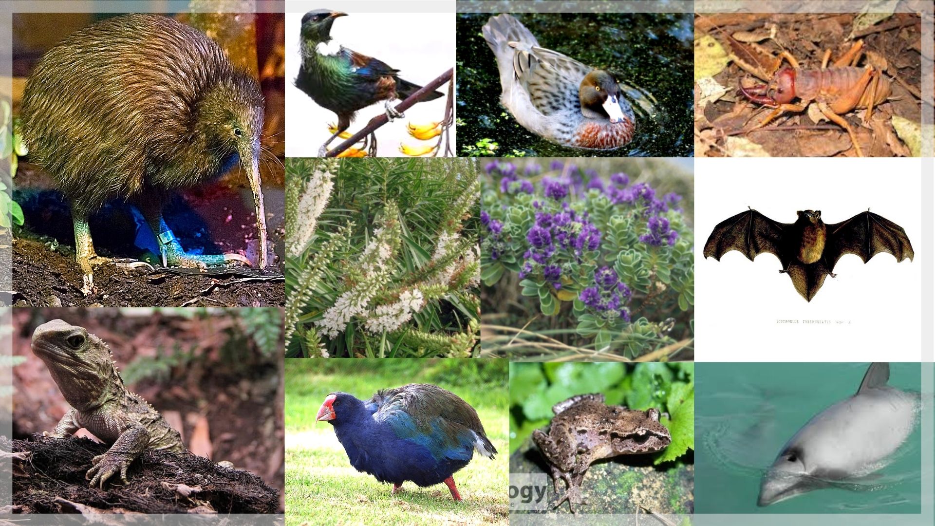 New Zealand's Biodiversity - Biology Online Tutorial
