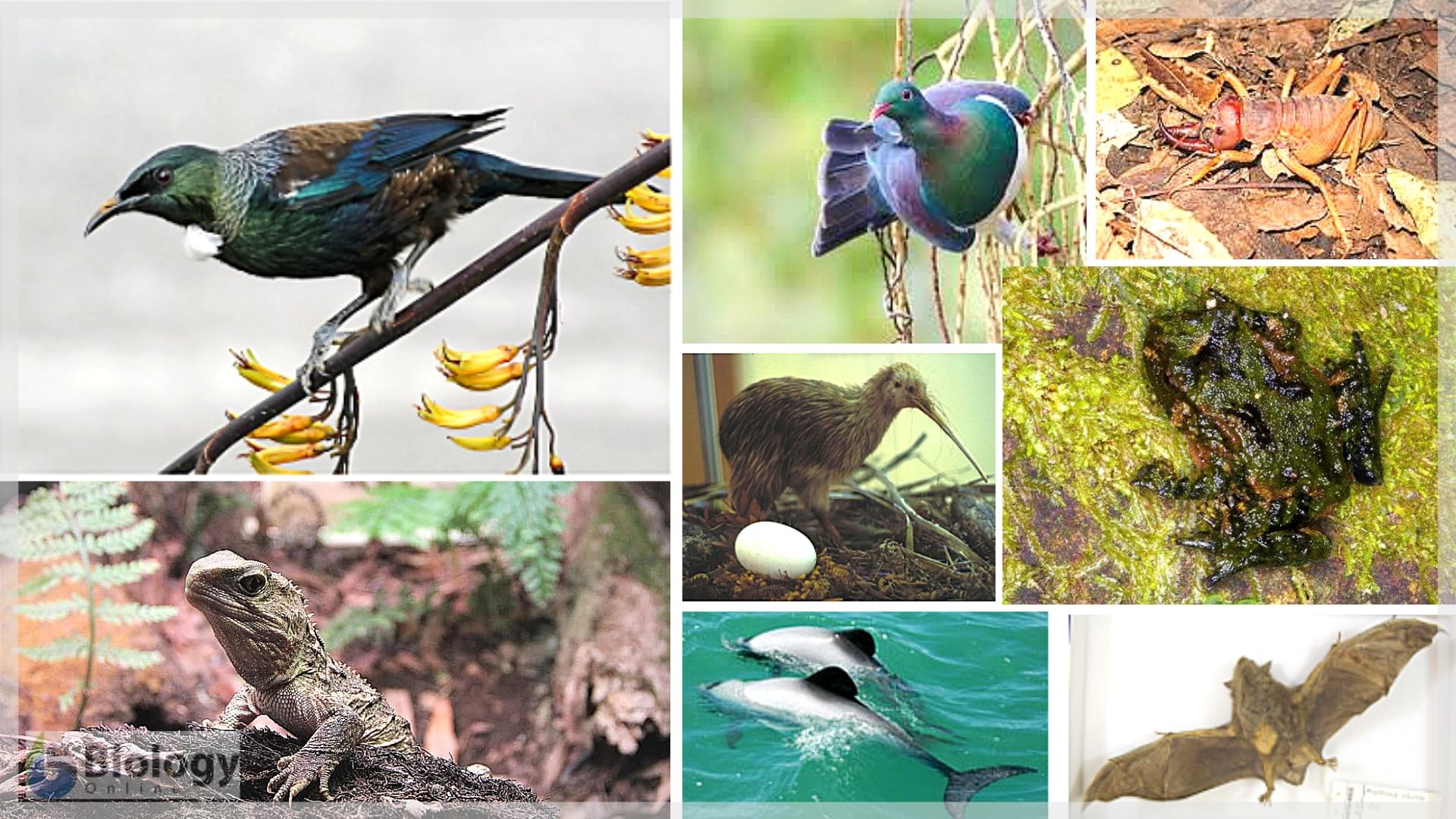 New Zealand's Unique Fauna - Biology Online Tutorial New Zealand's Unique Fauna - Biology Online Tutorial