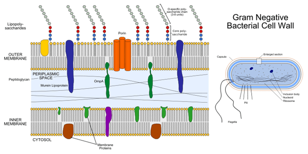 Outer membrane and plasma inner membrane of a prokaryotic cell diagram