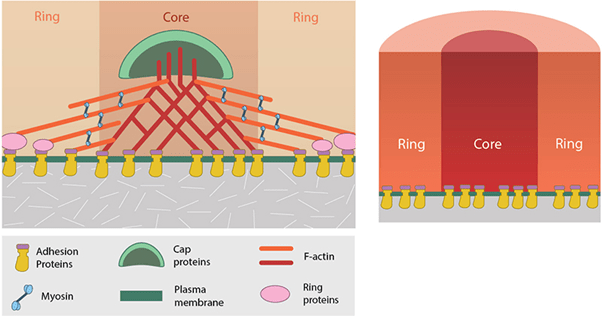 Podosomes
