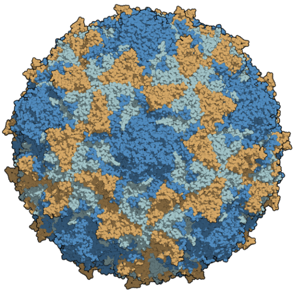 Polio-3-chains