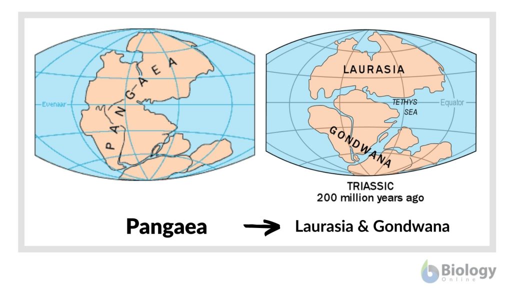 Schematic diagram of Pagaea Laurasia & Gondawana maps