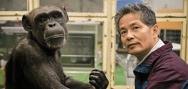 Tetsuro Matzuzawa with one of the chimpanzees he studied - photo by Jensen Walker, Aurora Select