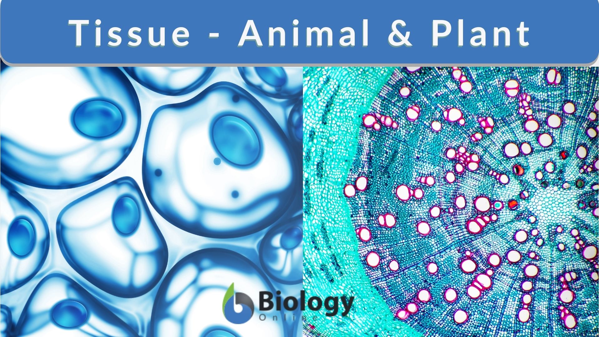 Top 84 + Difference between plant tissue and animal tissue in tabular ...