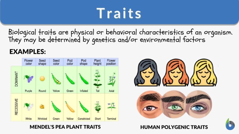 Traits Definition And Examples Biology Online Dictionary traits-definition-and-examples-biology-online-dictionary