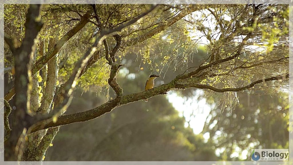 bird and tree