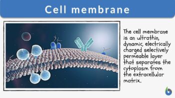Cell membrane - Definition and Examples - Biology Online Dictionary
