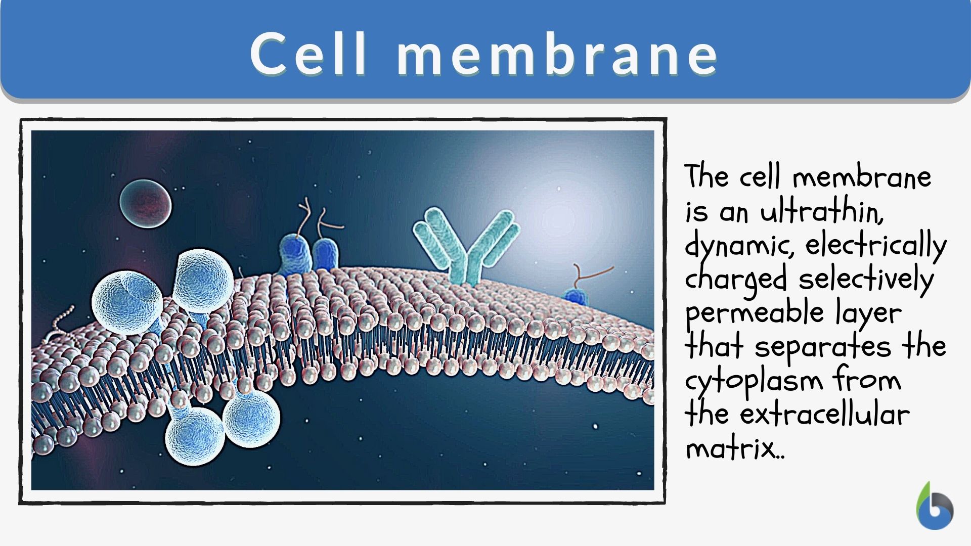 Plasma membrane - Definition and Examples - Biology Online Dictionary