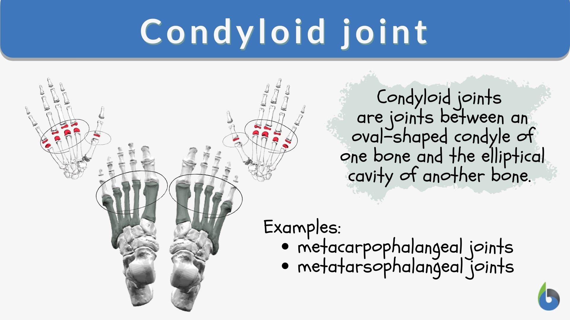 different kinds of joints in the body