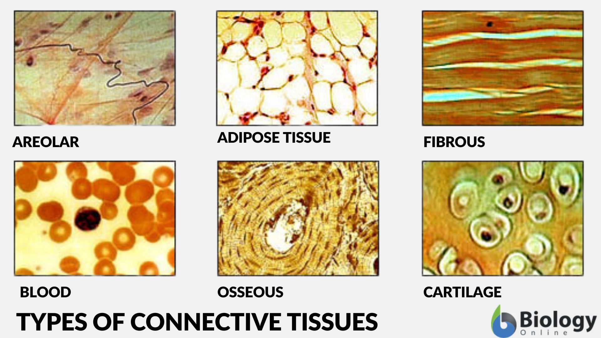 connective tissue types