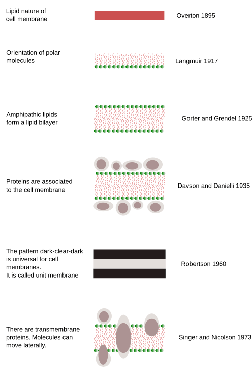 different models of the plasma membrane