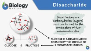 disaccharide definition and an example
