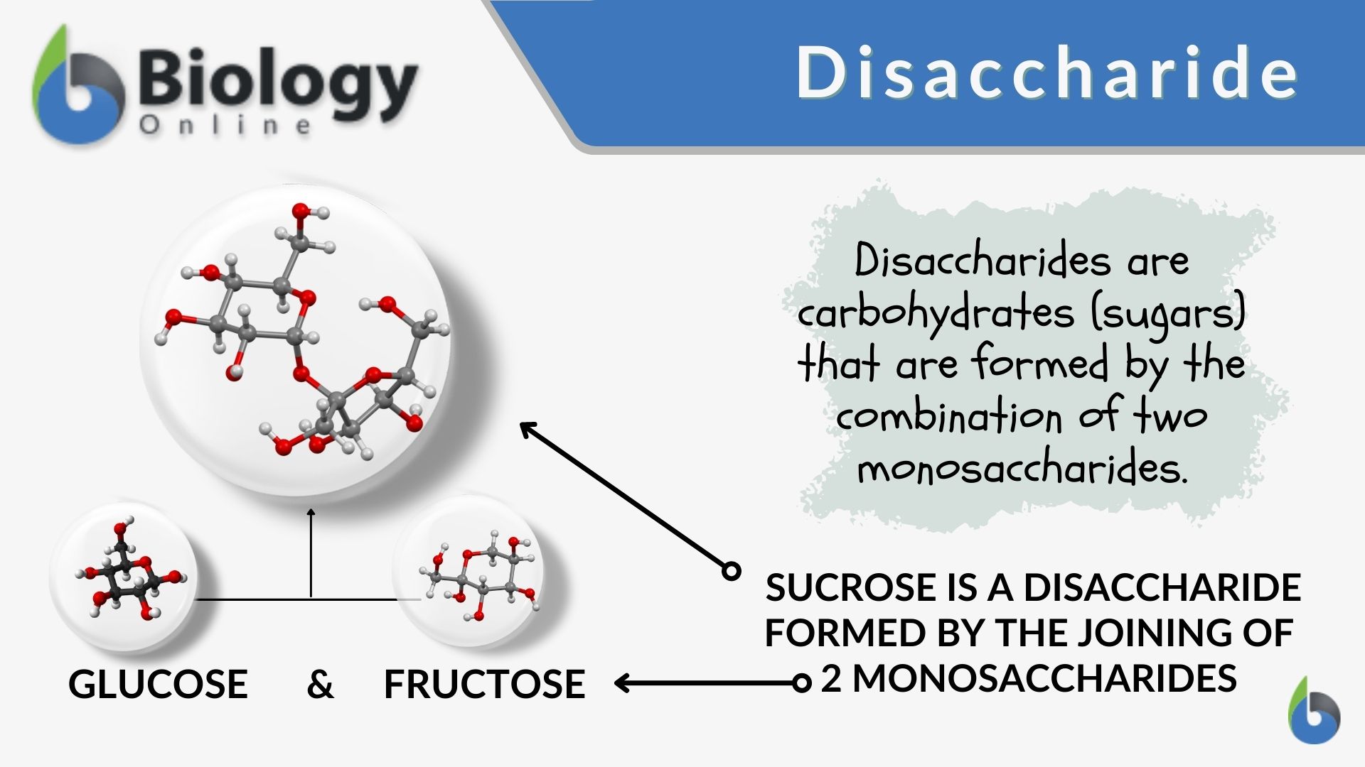 what is the most important monosaccharide
