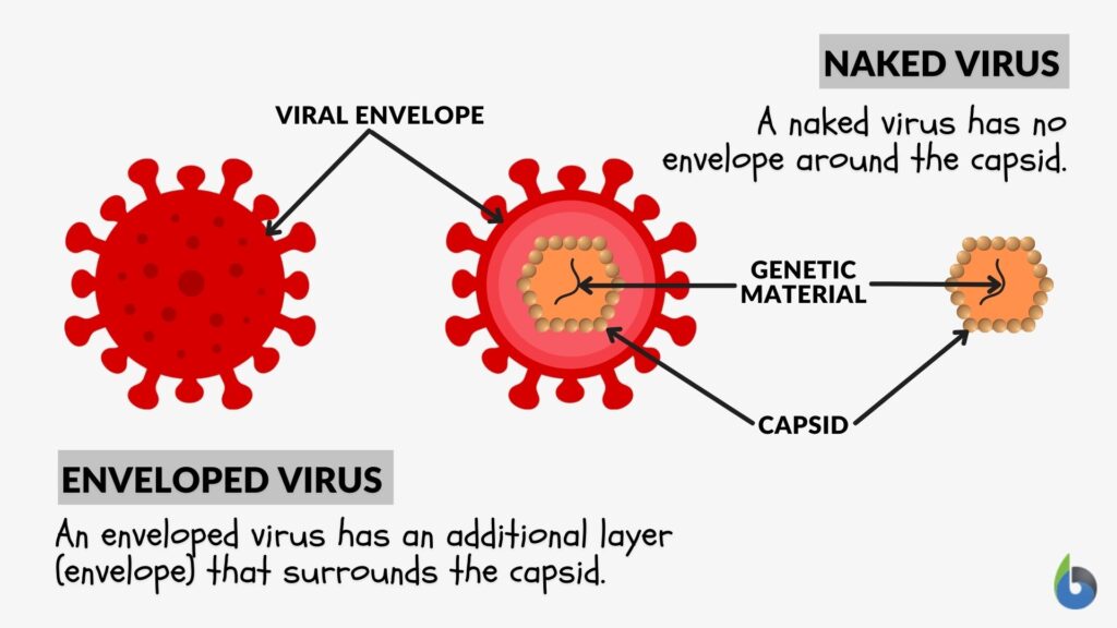 enveloped virus vs naked virus diagram