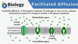 facilitated diffusion definiton and example