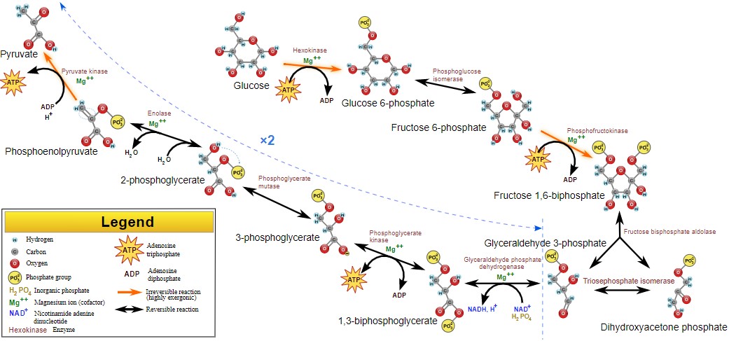 glycolytic pathway