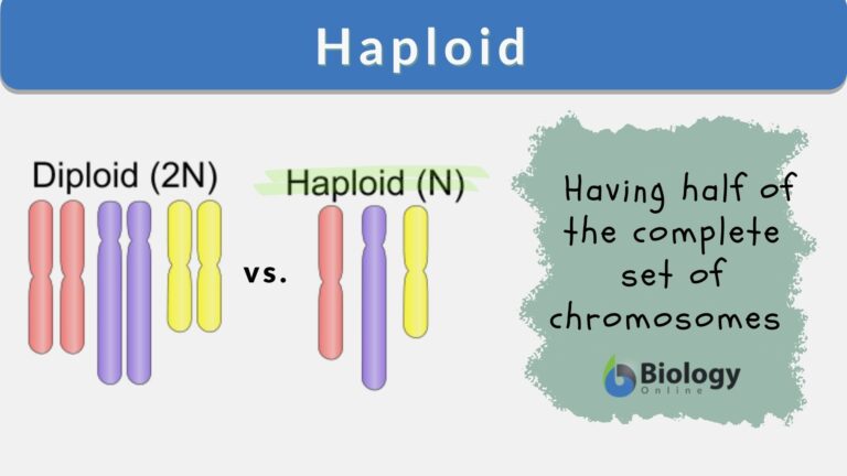 haploid definition - updated