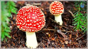 heterotroph definition - fungi