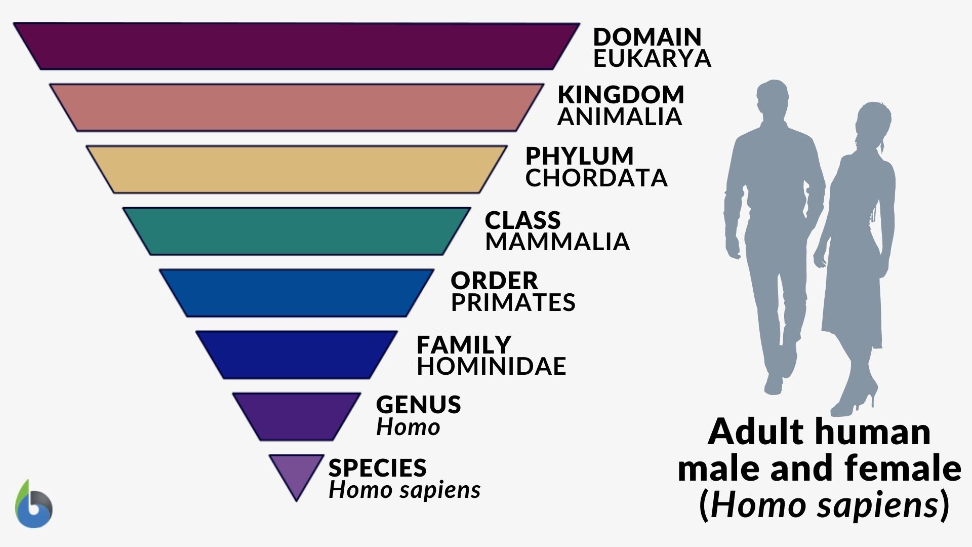 Sapiens Taxonomy Chart