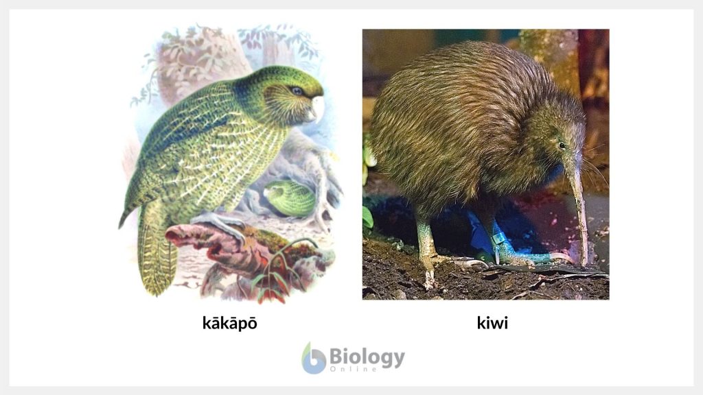 kakapo kiwi bird