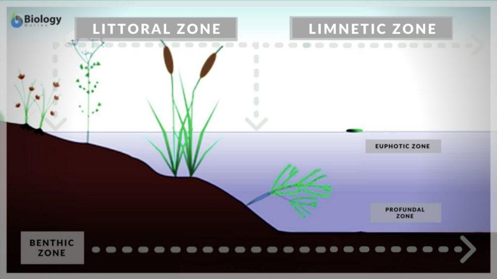 lentic zones