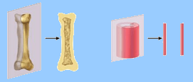 longitudinal axis plane of bone