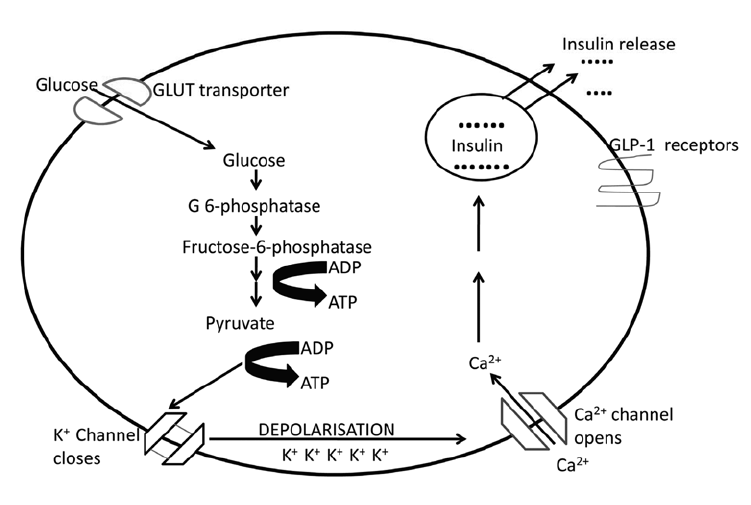 mechanism of insulin release - diagram by CM Girgis