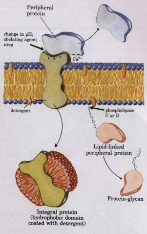 membrane proteins in plasma membrane diagram