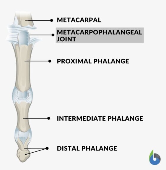 Condyloid joint Definition and Examples Biology Online Dictionary