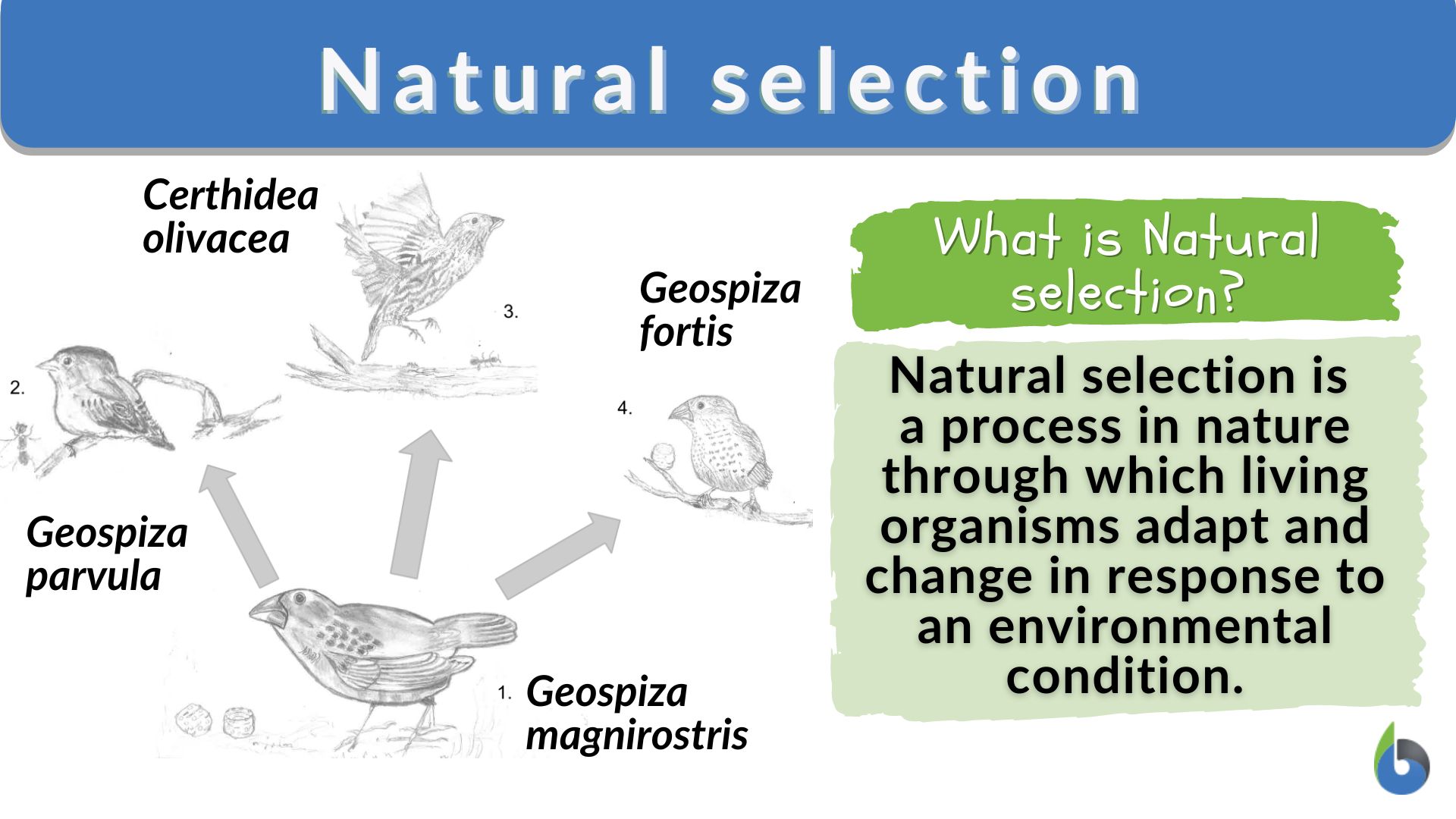 What is Natural Selection (and why it is not 'survival of the fittest')?
