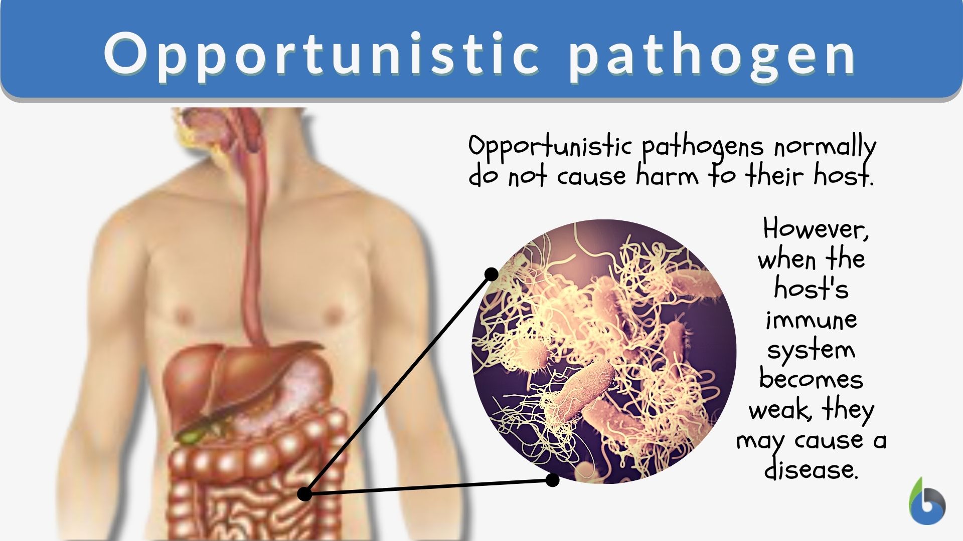 are all bacteria pathogenic