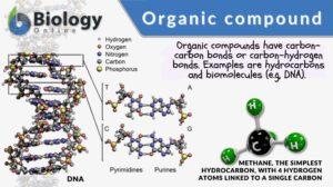 organic molecule definition and examples