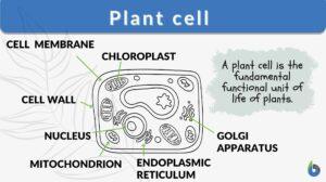 plant cell definition and parts