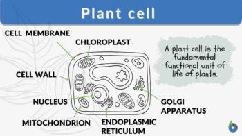 Plant cell - Definition and Examples - Biology Online Dictionary