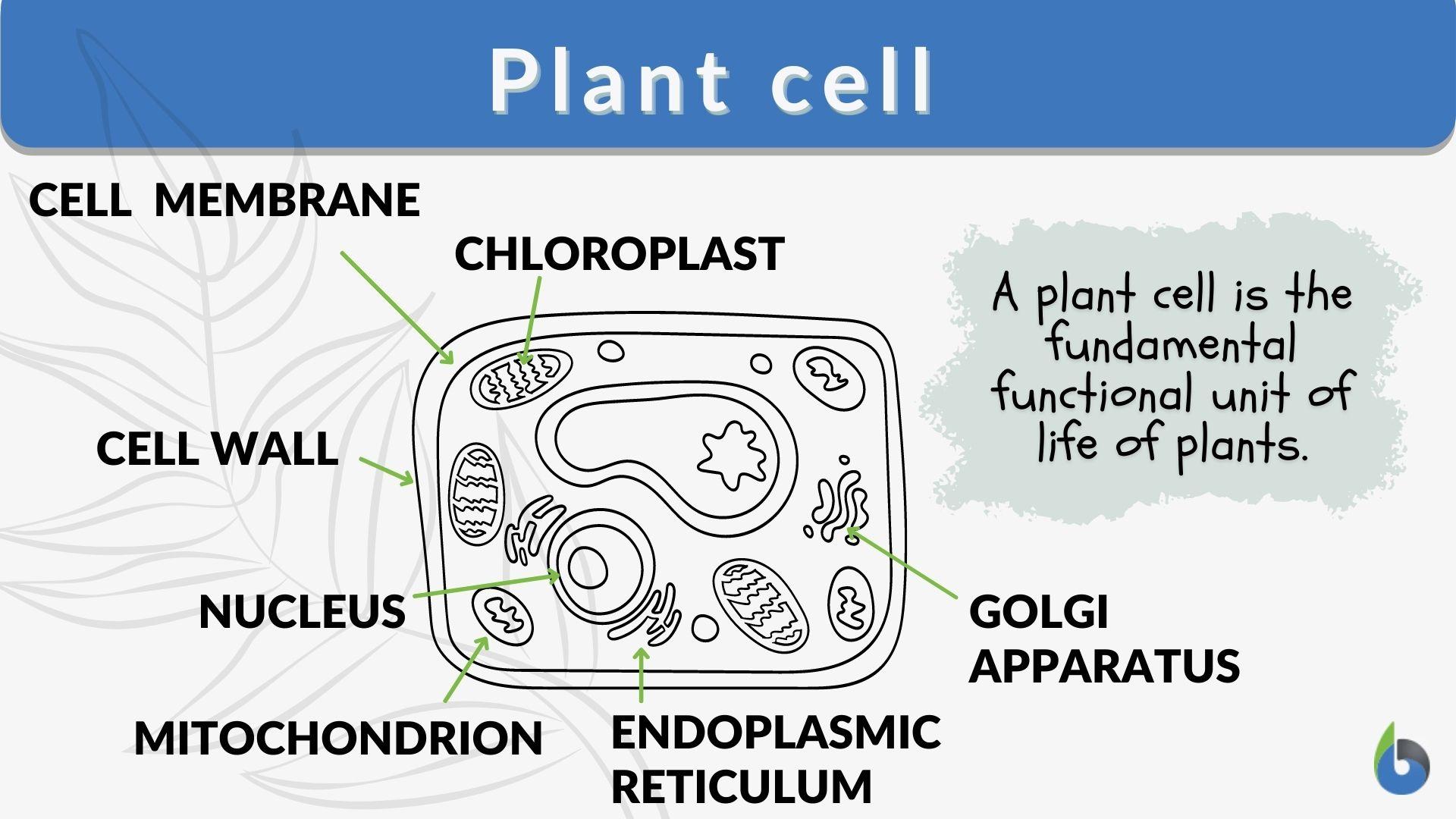 Plant cell Definition and Biology Online Dictionary