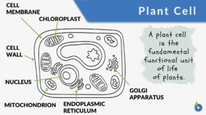 plant cell definition diagram