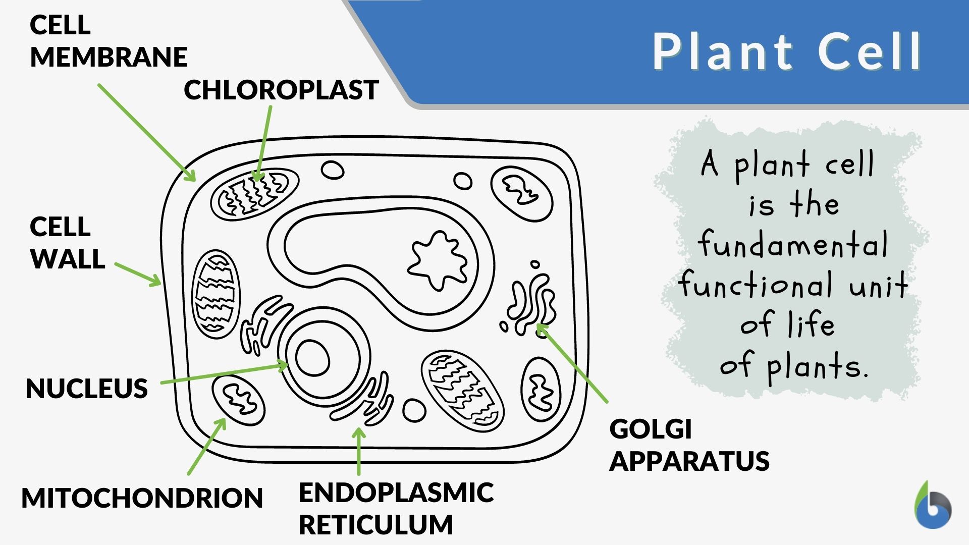 Plant cell - Definition and Examples - Biology Online Dictionary Regarding Plant Cell Coloring Worksheet