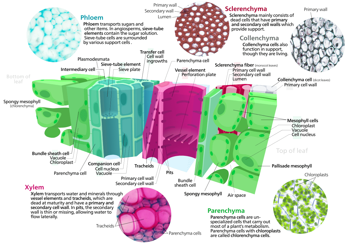 plant tissues diagram
