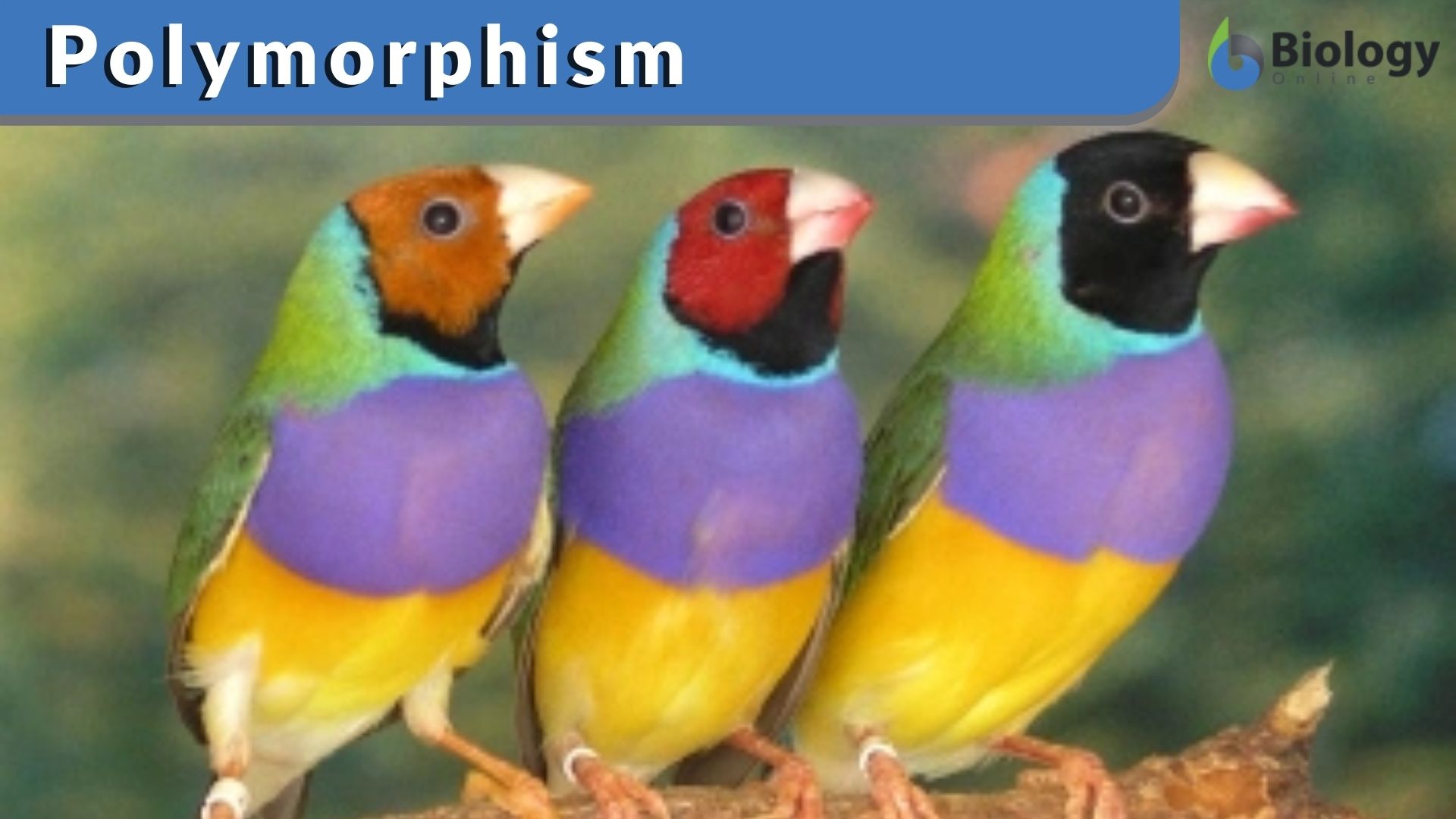 Polymorphism - Definition and Examples - Biology Online Dictionary