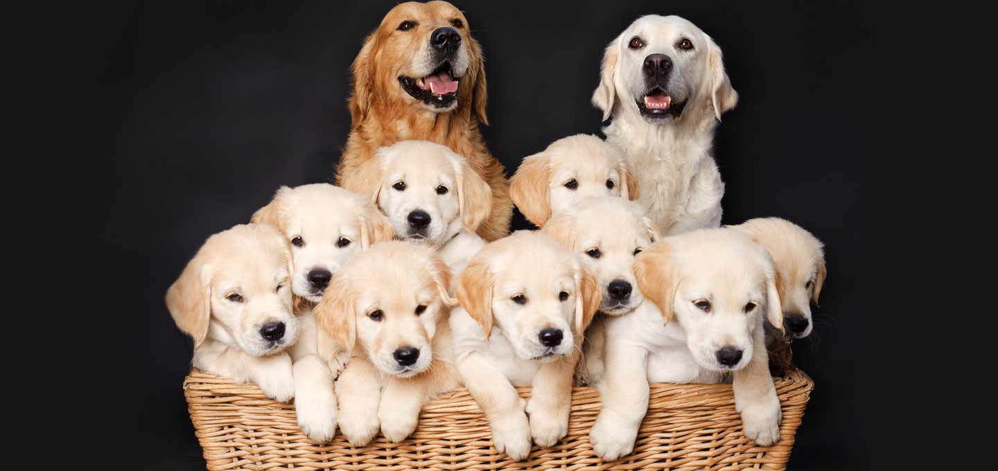 retriever-genetic-environment-dog-breeding