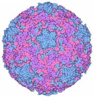 rhinovirus
