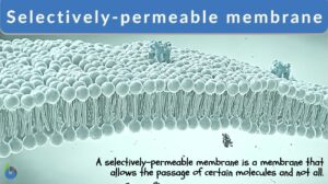 selectively-permeable membrane definition