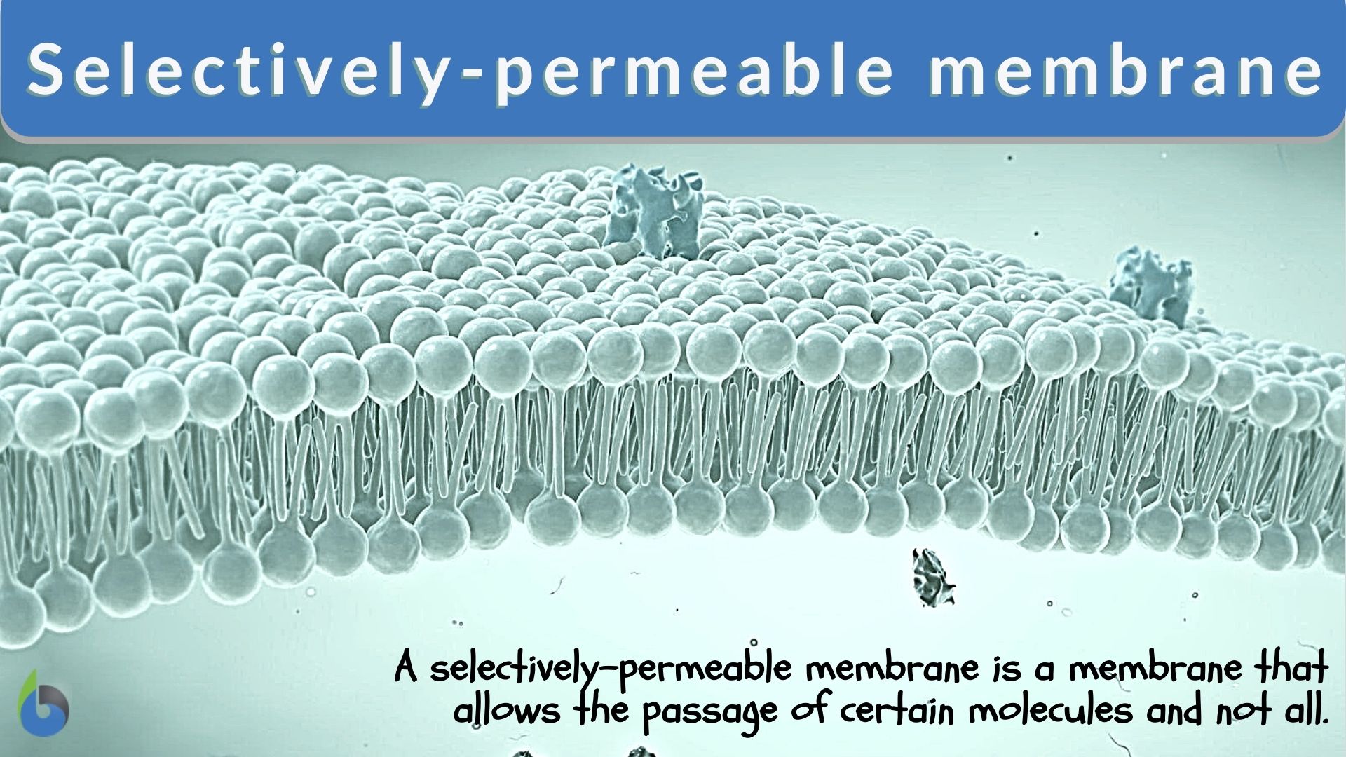 Selectively-permeable membrane - Definition and Examples - Biology Online  Dictionary