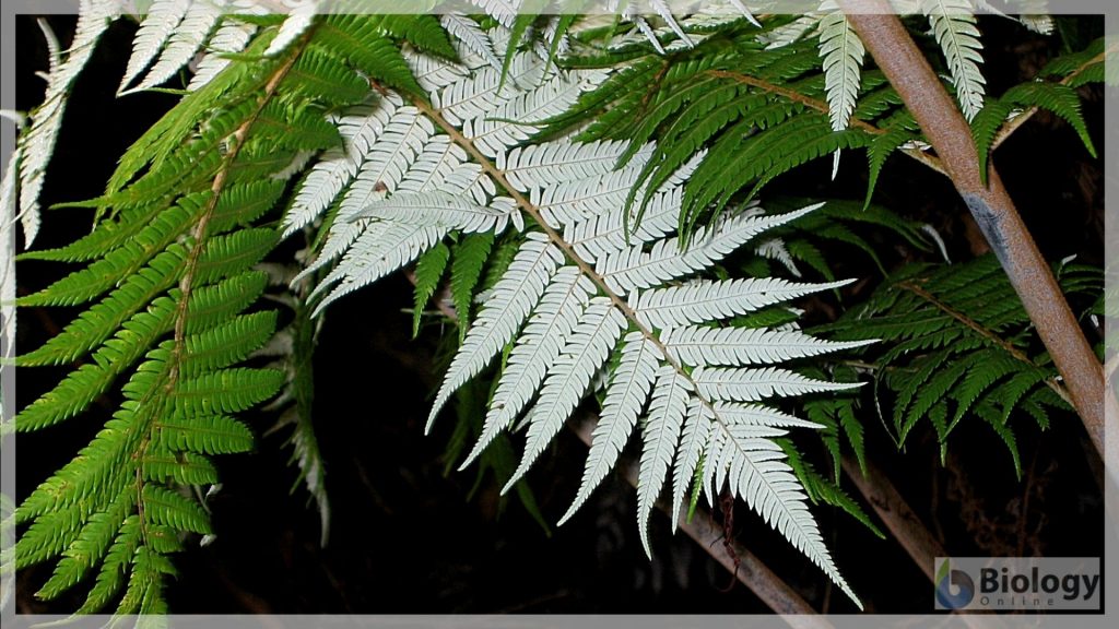 silver fern in New Zealand