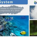 System - Definition and Examples - Biology Online Dictionary